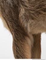 animal skin doe fur 0017